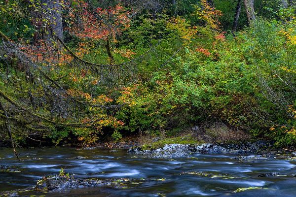 Haney, Chuck 아티스트의 Vine maple in autumn over the North Fork of Silver Creek at Silver Falls State Park near Sublimity작품입니다.